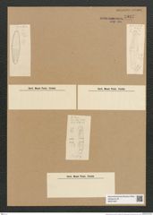 Diatomeae indet. (de-Toni-Nr.: Species 2918) Zeichnungen Sammlung Grunow Nr. 5937 (NHMW-BOT-W0374407)